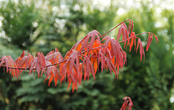 rama de arce japonés (Acer palmatum) con hojas carmesí
 - Foto, Imagen