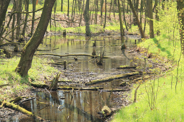 tulvatasankometsä, jossa on kaatuneita runkoja ja mätäneviä puiden jäänteitä keväällä
 - Valokuva, kuva