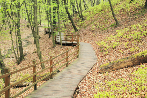 дерев'яна похід в лісі навесні
 - Фото, зображення