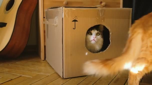 Cats play with the sunbeam from the mirror in a cardboard box, two pets play at home - Metraje, vídeo