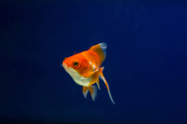 Золотые рыбки в аквариуме
 - Фото, изображение