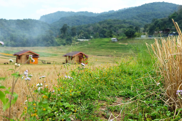 Fű Vértes virág első és homályos Víkendház a mező rizs terasz-Mae Klang Luang Village, Doi Inthanon, Chiangmai, Thaiföld - Fotó, kép