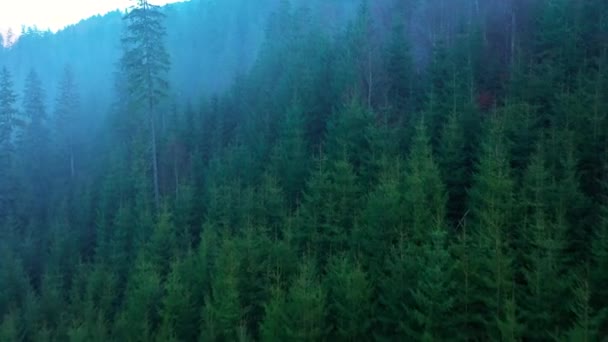 Widok z wysokości góry pokryte iglastego lasu i rano mgła - Materiał filmowy, wideo
