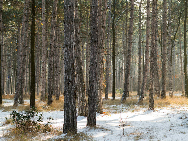 Sonnenuntergang im Winterwald. Winterschneebedeckte Bäume. Landschaft Winterwald mit Bäumen bedeckt Schnee.  - Foto, Bild