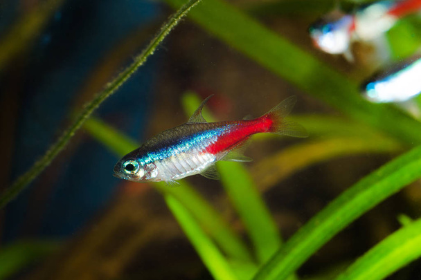 Neon tetra fish in aquarium. - Photo, Image