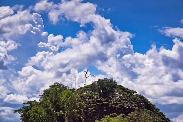 paesaggio con sommità di boschi e cumuli di nuvole
 - Foto, immagini