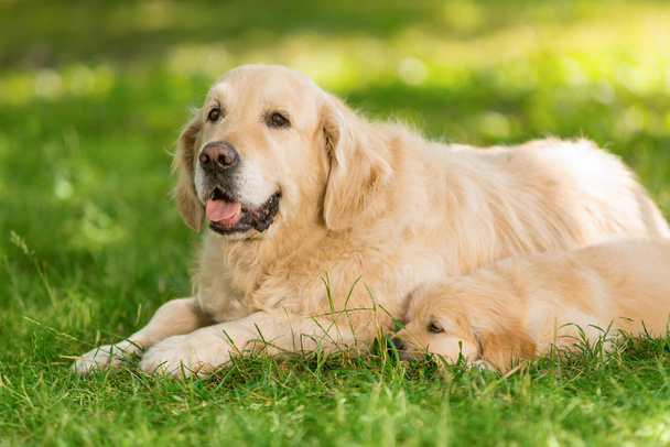 Erkek golden retriever köpek yavrusu - Fotoğraf, Görsel