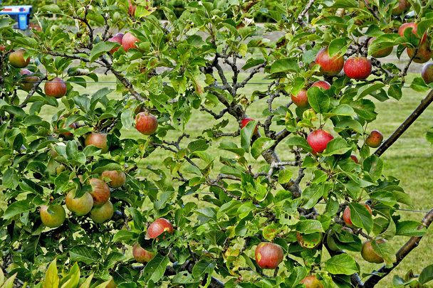 Un pequeño manzano con fruta esplanded, entrenado para crecer a lo largo de una cerca de alambre
 - Foto, imagen