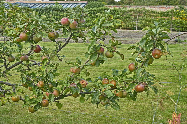 Un pequeño manzano con fruta esplanded, entrenado para crecer a lo largo de una cerca de alambre
 - Foto, imagen