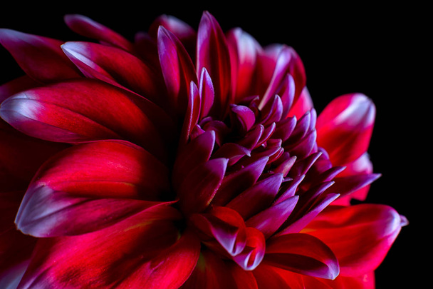 piros dahlia virág makró részletek  - Fotó, kép