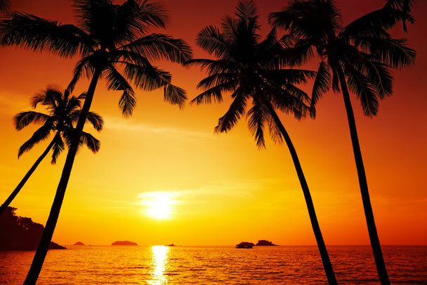 pálmafák sziluett naplementekor - Fotó, kép