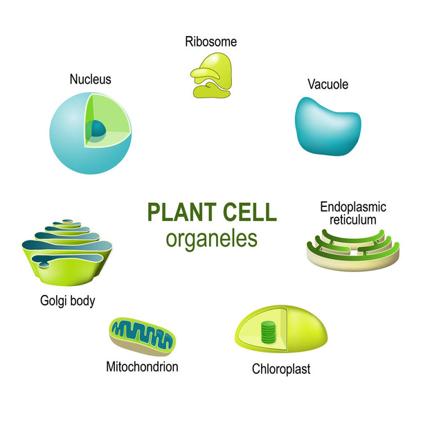 Organellen von Pflanzenzellen. Vektorillustration für biologische, wissenschaftliche und pädagogische Zwecke - Vektor, Bild