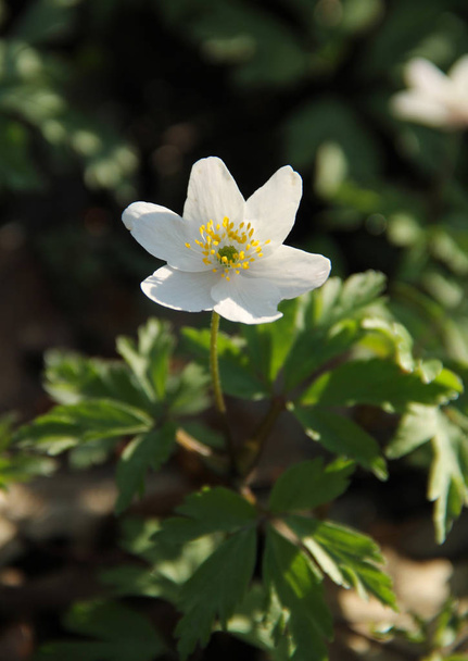 foto próxima de bela flor branca de anêmona de madeira em contraste com fundo escuro
 - Foto, Imagem
