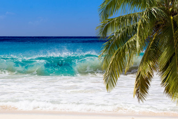 Palmeira na costa do carebbean
 - Foto, Imagem