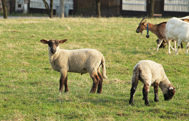 lindos pequeños corderos marrones y blancos pastando en el prado
 - Foto, imagen