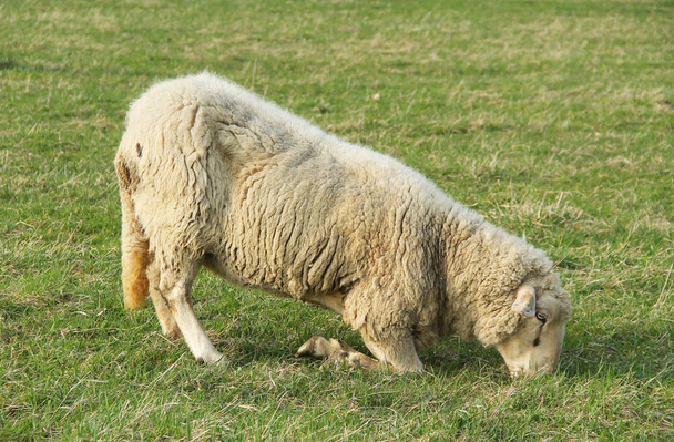 ovce s nemocných kopyt pastvy na kolena - Fotografie, Obrázek
