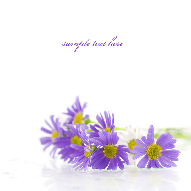 Purple flowers - Fotó, kép