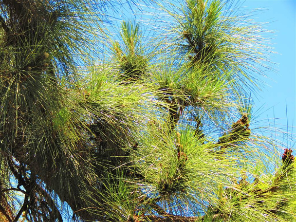 Araucaria tree branches (Araucaria Angustifolia). - Photo, Image