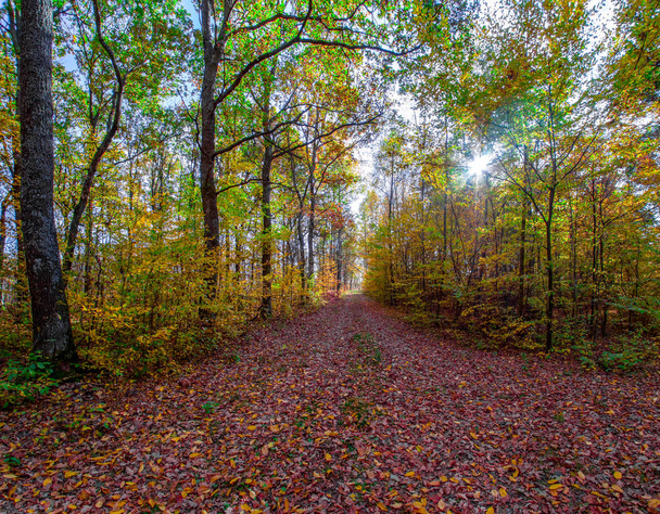 autunno o autunno nella foresta con raggi solari o raggi solari
 - Foto, immagini