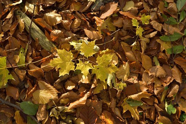 Fall of leaves on the ground in the woods - Foto, immagini