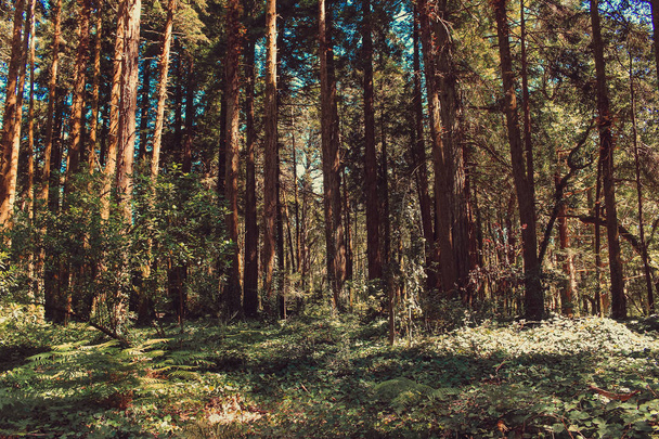 Лесной массив коричневого цвета, Синтра, Португалия - Фото, изображение