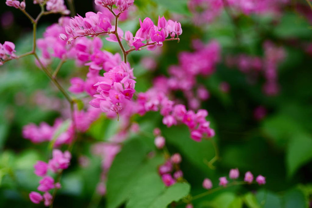 ομάδα ροζ λουλούδια και μέλισσα στον κήπο. - Φωτογραφία, εικόνα