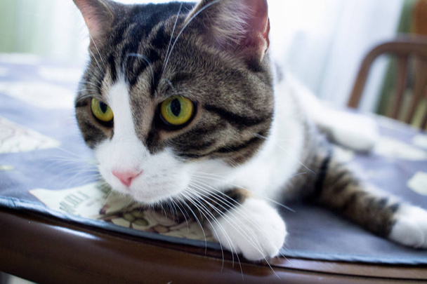 Gato de estimação doméstico com olhos verdes brilhantes encontra-se na mesa posando - Foto, Imagem