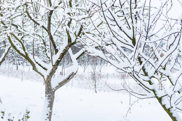 Los árboles en el jardín están cubiertos de nieve en el invierno
 - Foto, imagen