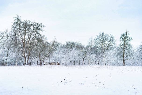 Panorama - una zona rural con árboles cubiertos de nieve en invierno
 - Foto, imagen