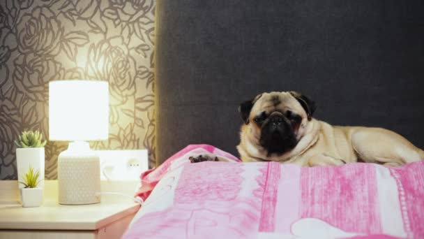 Lindo perro pug se duerme en la cama en el dormitorio
 - Metraje, vídeo