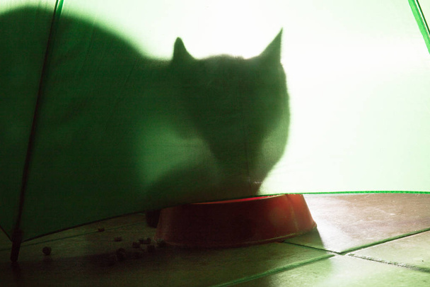 shadow of a cat under a green background with croquettes - Photo, Image
