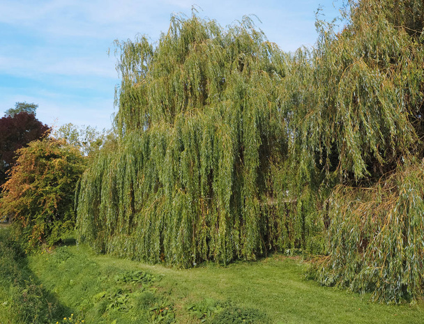 Huilwilg (Salix babylonica) ook bekend onder de naam Babylon wilg tree - Foto, afbeelding