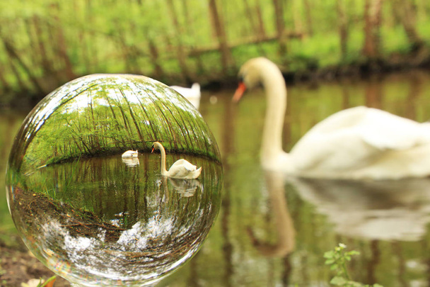 Cisnes vistos en una bola de vidrio
 - Foto, imagen