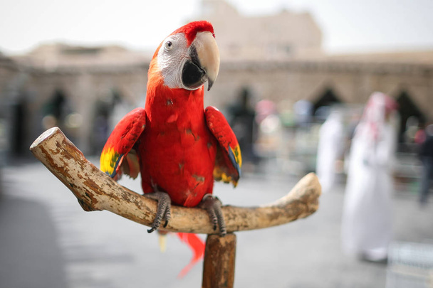 Close-up red Ara parrot sitting on wooden perch. - Fotó, kép