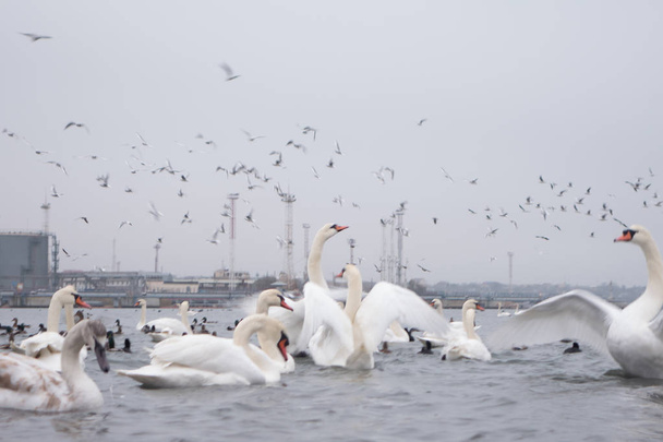Cisne, pato, gaviotas y calvos. Cisnes, patos y gaviotas en las aguas del puerto en un día nublado de invierno
. - Foto, imagen