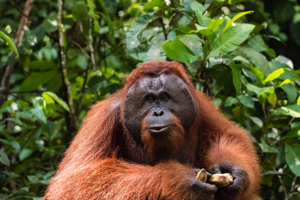 orangután, a természetben. veszélyeztetett vadon élő állatok. - Fotó, kép