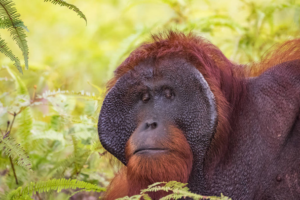 Орангутанг в природе. вымирающая дикая природа
. - Фото, изображение