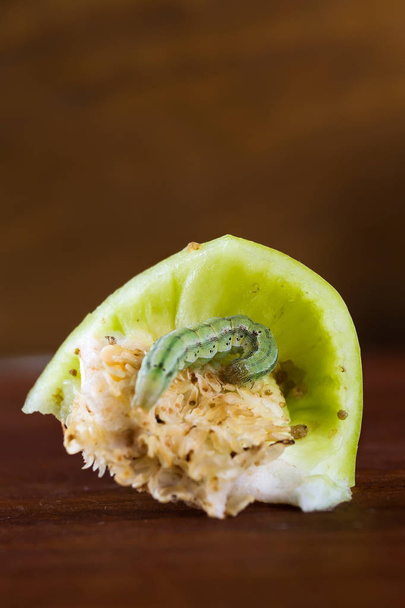 Green caterpillar on pepper. Pest. Wooden background. Vertical.  - Foto, immagini