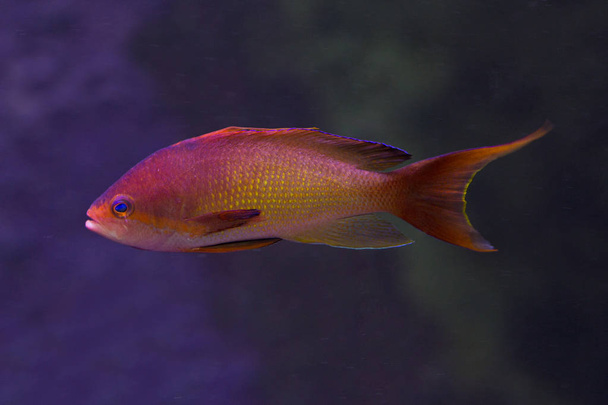  Sea goldie, lyretail coralfish, lyretail anthias,  scalefin anthias (Pseudanthias squamipinnis). - Photo, Image