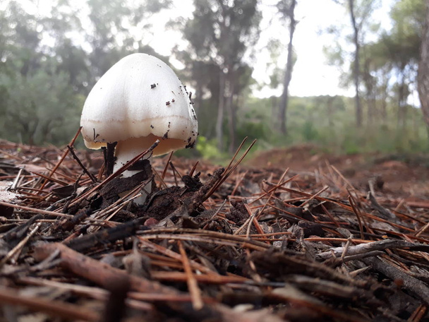 Sienet ja boletus kasvavat syksyn metsän kosteudessa
 - Valokuva, kuva