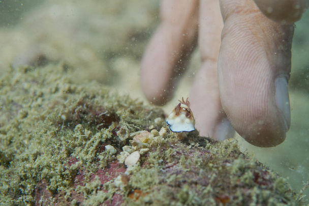 een kleurrijke ongelooflijk kleine Nudibranchia in cebu, Filipijnen - Foto, afbeelding