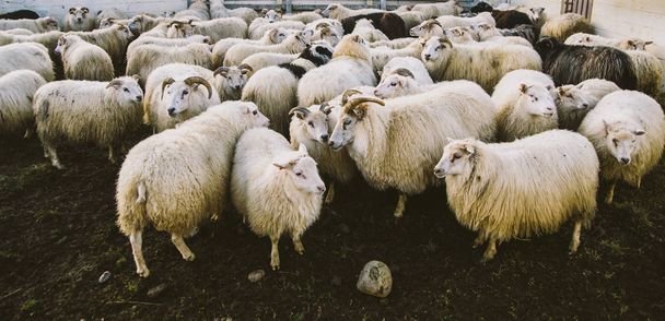 Állomány értékes Izlandi Lovak gyűlt össze, a farm. - Fotó, kép