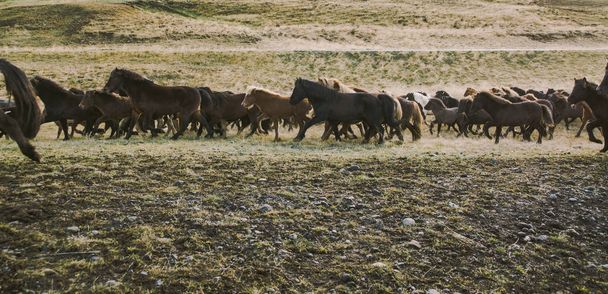 Manada de encantadores caballos islandeses cabalgando hacia la reunión en la granja
 - Foto, Imagen