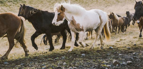 Herd of lovely Icelandic horses riding towards the meeting at the farm - Photo, Image