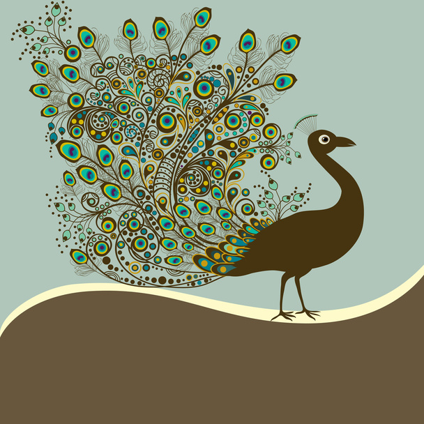 Peacock - Vector, Image