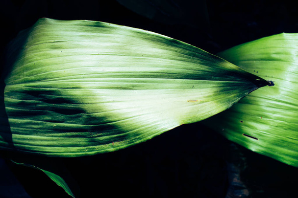 Зелене листя як рослинна природа тло текстури - Фото, зображення