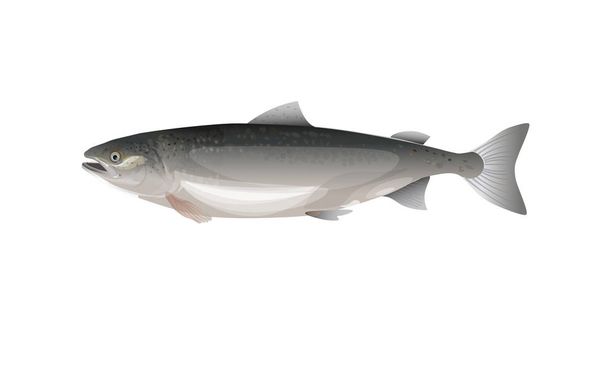Atlantic salmon vector - Vector, Imagen