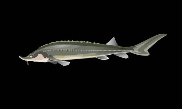 Fresh sturgeon fish - Vector, imagen