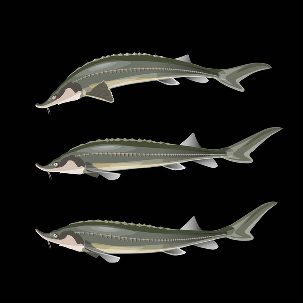 Sturgeon fish set - Vector, afbeelding