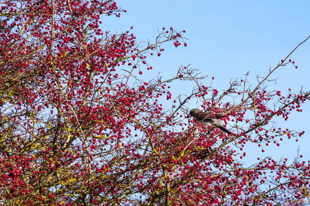 Fieldfare (Turdus pilaris) on a tree full of red berries at Southease in East Sussex - Zdjęcie, obraz